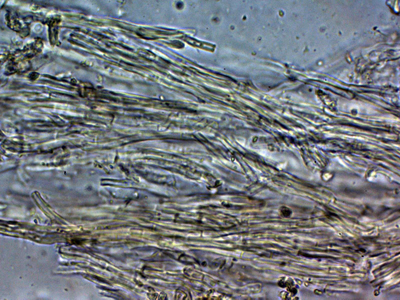 Un hydnoide corticale da identificare